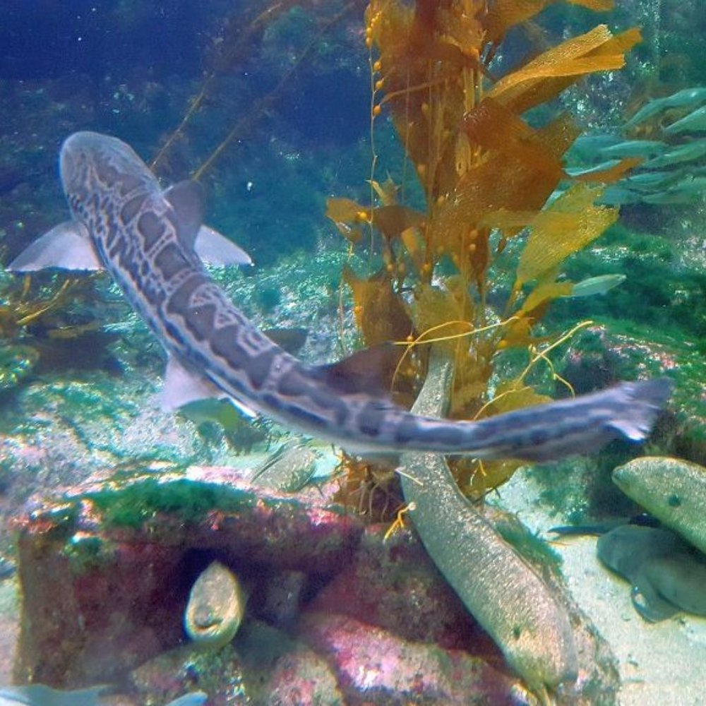 LONG FISH ~ 8" X 10" Photography